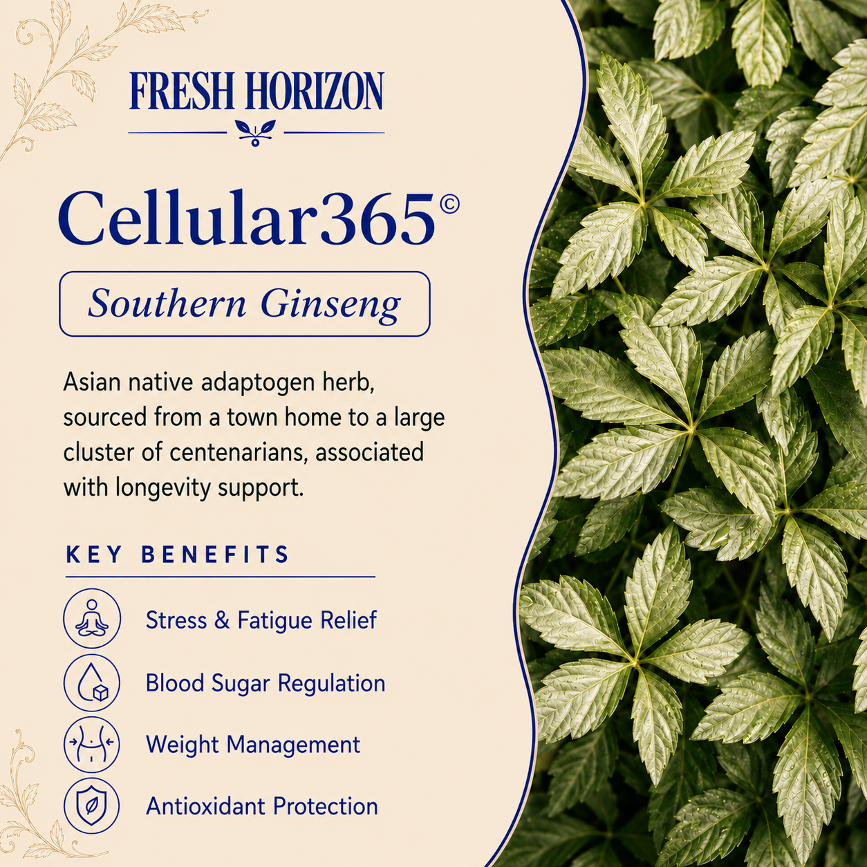 Cellular365© - Southern Ginseng for Cellular Repair & Regeneration